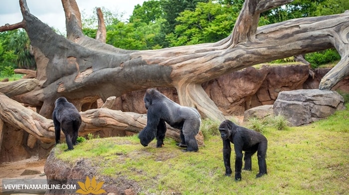 Houston Zoo